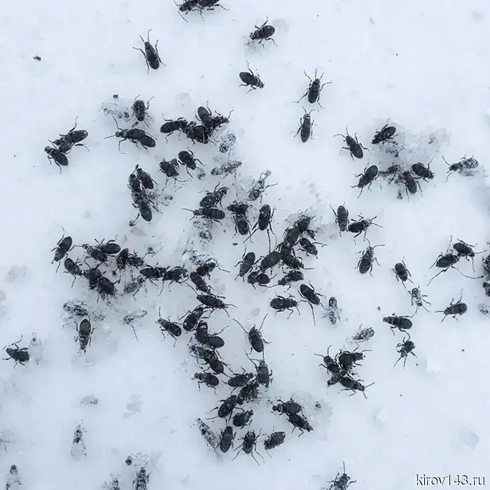 В Кирове нашли «снежных блох».