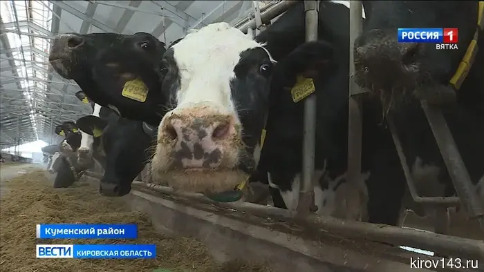 Аграрии Кировской области увеличивают продуктивность молочных коров.