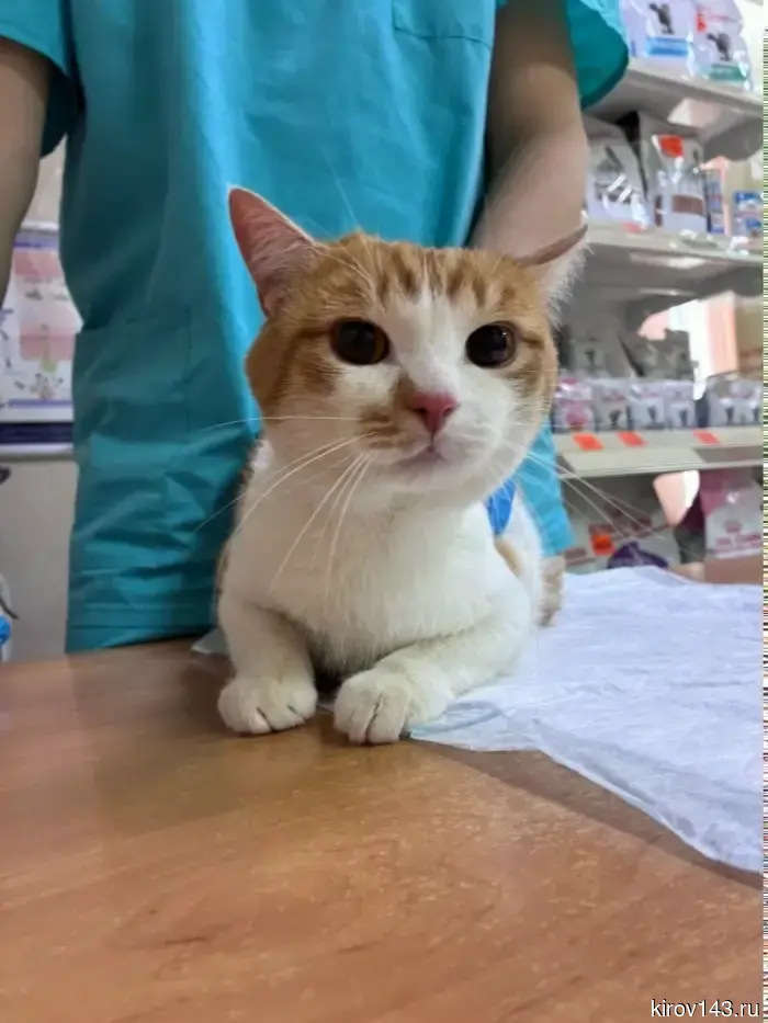 In Kirov, Senya is looking for a home.