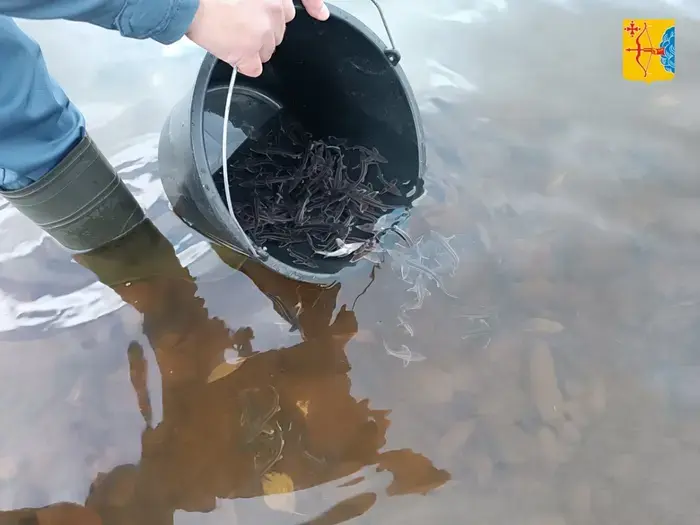 In Novovyatsk, 1,100 sterlet fry were released.