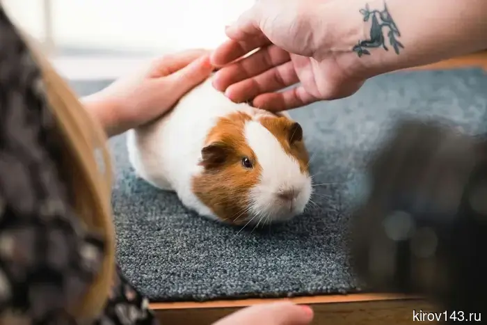 В Кирове хозяйка была укушена морской свинкой.