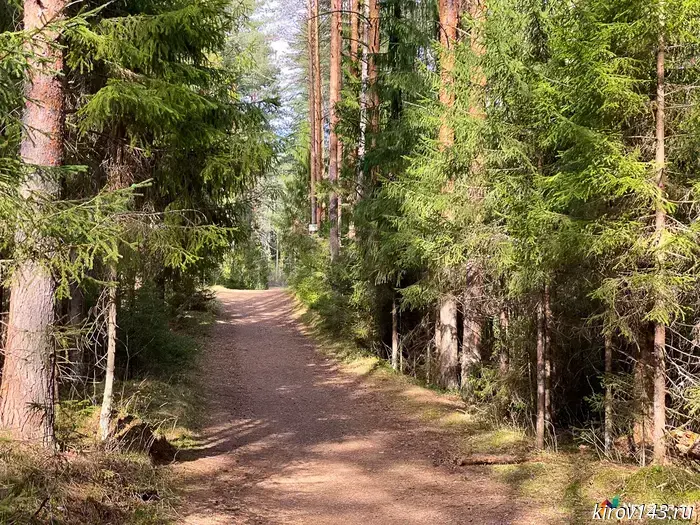 In Nolinsk, a lumberjack paid half a million for illegal logging.