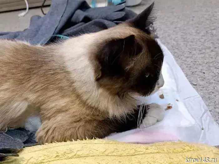 Kirov veterinarians saved Oleg after he went missing.