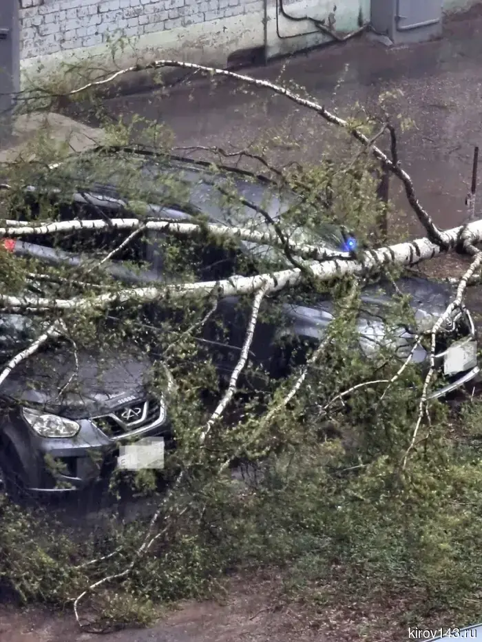 After the trees that fell on cars and sidewalks, the management company was required to strengthen control over the emergency green fund.