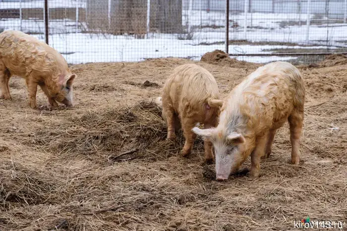 A resident of the Yuryansky district was punished for improper pig keeping.
