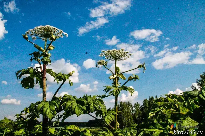 118 municipalities of the region have joined the fight against giant hogweed.
