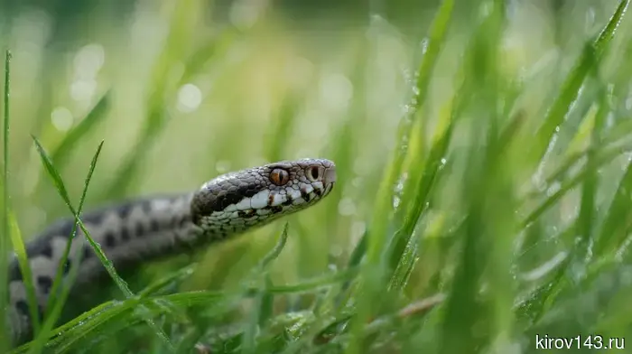 In the forests and at summer cottages, the "snake season" has begun: how not to provoke a viper.