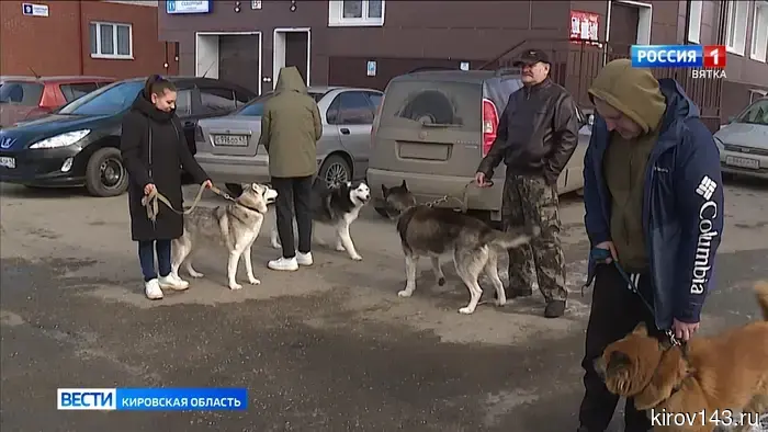 Кировчане смогут привить питомцев от бешенства в мобильных пунктах вакцинации.
