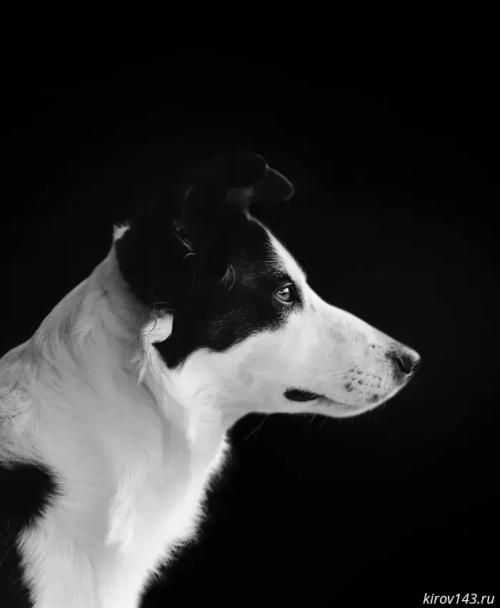 In Russia, it is forbidden to bury animals