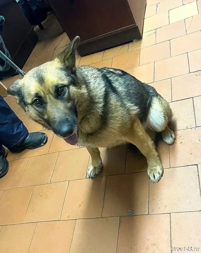 В Кирово-Чепецке разыскивают семью для верной и доброй собаки.