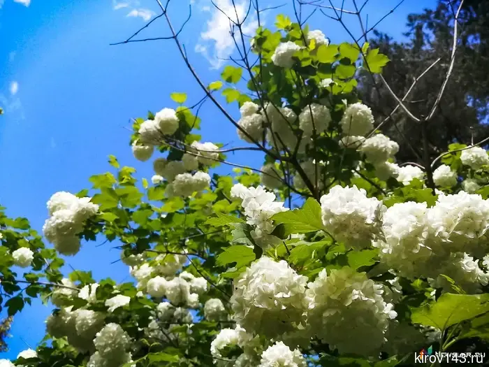 In the coming days, it will warm up to +24°C in Kirov.