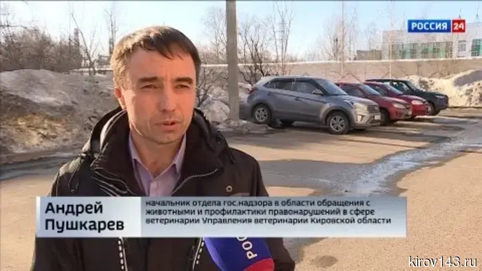 В Кирове жертвами бродячих собак стали домашние питомцы и люди