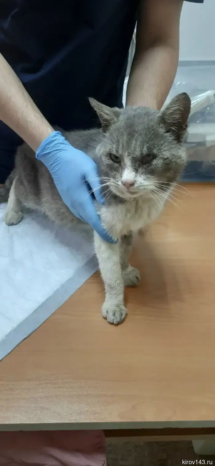 Кот из Оричей начал искать заботливых хозяев.