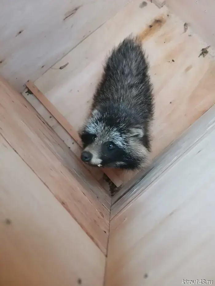 A raccoon dog was caught in Kirov.