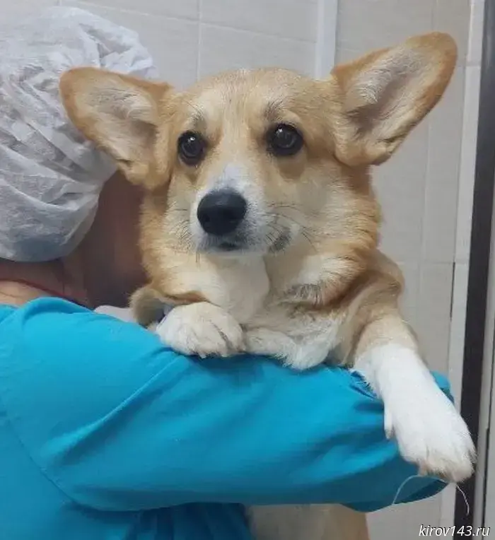 In Kirov, doctors saved a corgi that had swallowed a hookah mouthpiece.