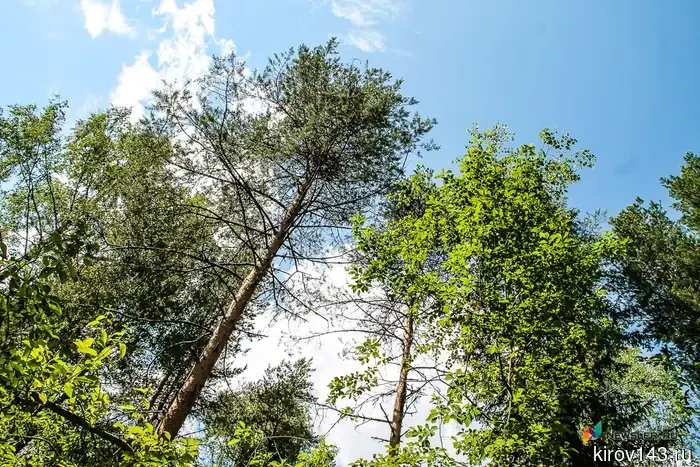 Illegal infected wood was exported from the Kirov region to another region.