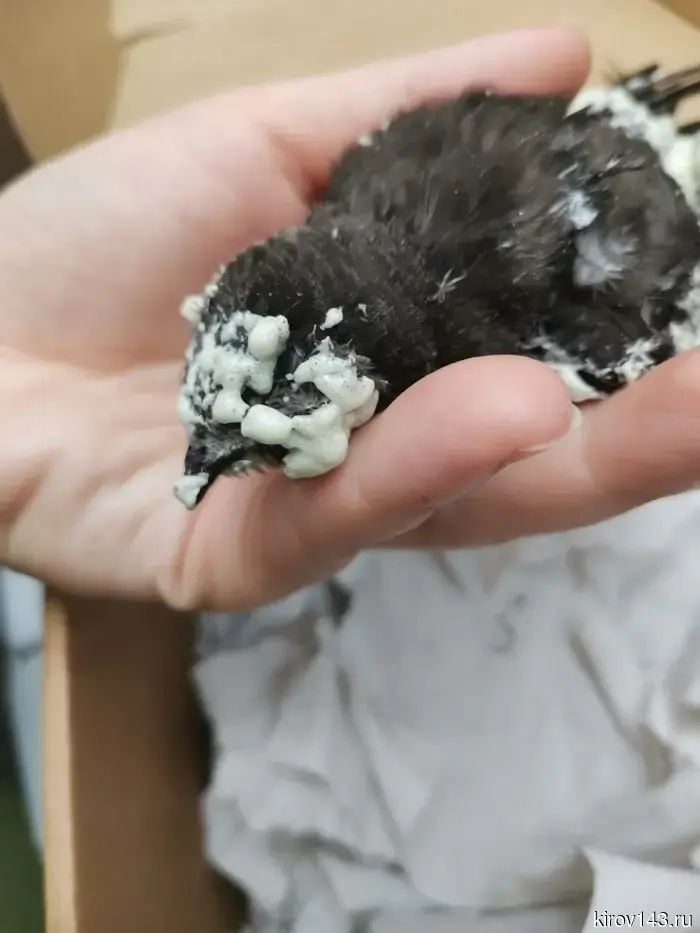 Центру «Большое гнездо» требуется помощь для стрижонка по имени Пенка.