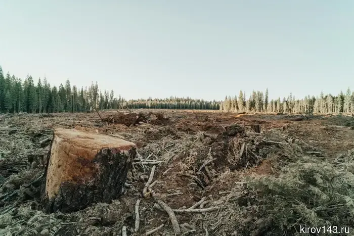 Житель Демьяново получил штраф в размере 100 тысяч рублей за вырубку леса без разрешения.