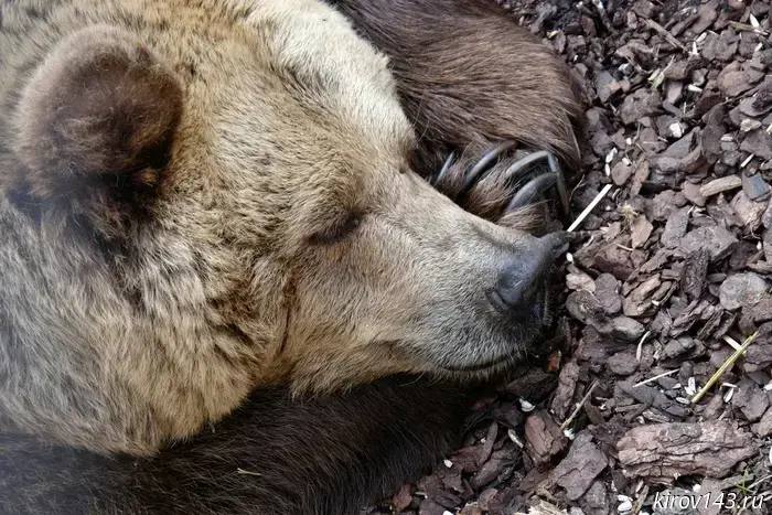 They are closing the bear hunting season in Kirov Oblast.