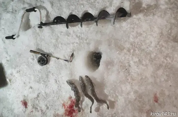 In the Kirov region, men illegally caught 11 burbot