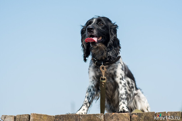 In the Svecinsky district, a puppy bit a boy.