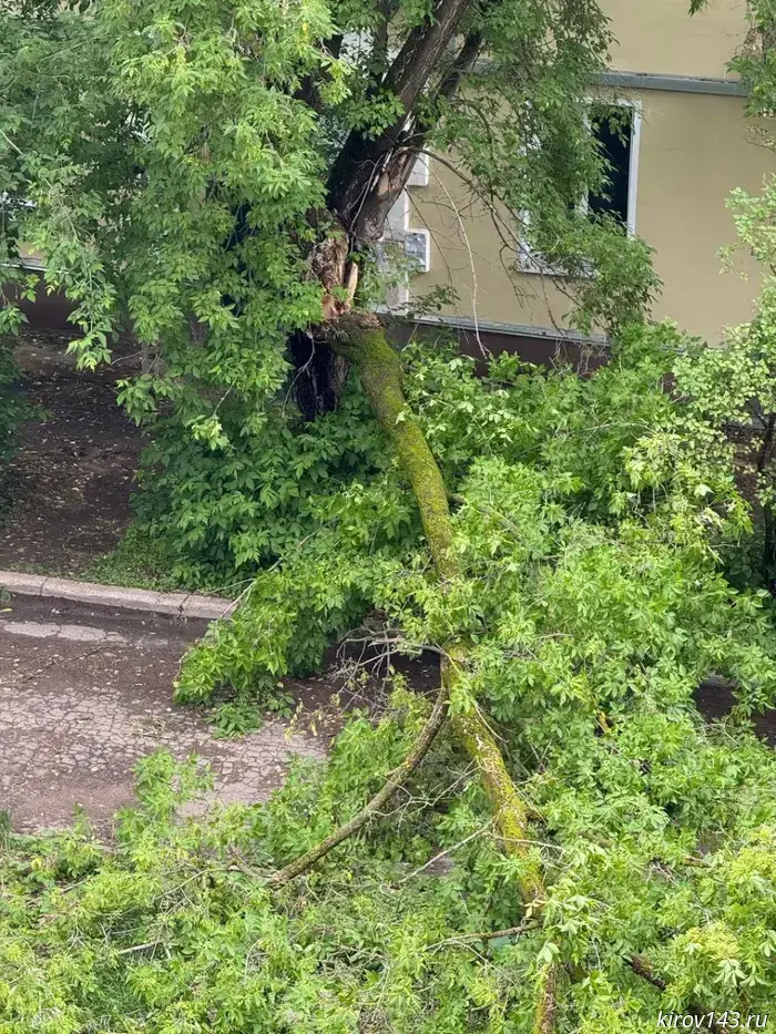 Kirov resident had to cut and remove a tree that had collapsed on the road on his own.