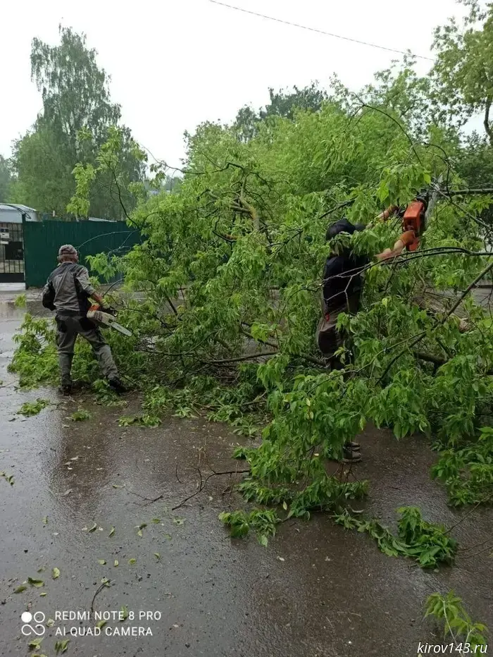 Trees that collapsed during bad weather are being removed from the streets of Kirov.