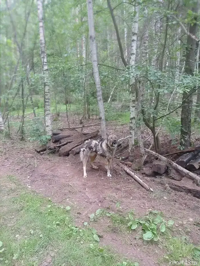 A dog chained to a tree was found in the forest near Karintorf.
