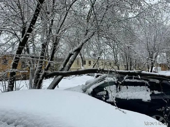 Жители региона активно выражают недовольство по поводу упавших деревьев.
