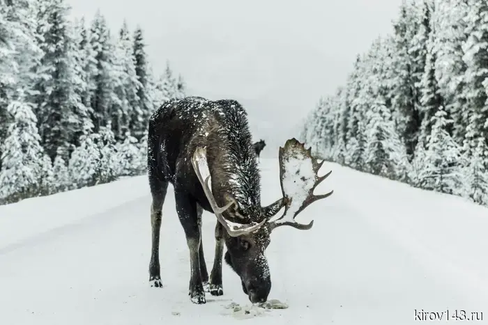 In February, there was one accident involving a moose in the Kirov region.
