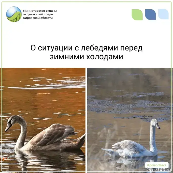 Swans with "angel wings" were found in Urzhumsky District.