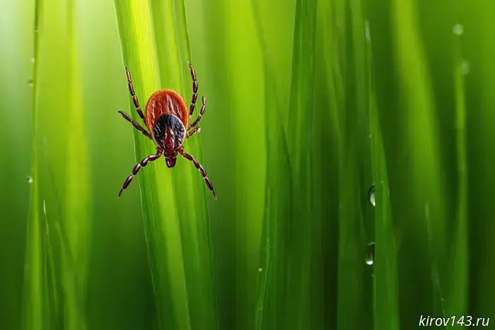 A child from Omutninsk was attacked by a tick