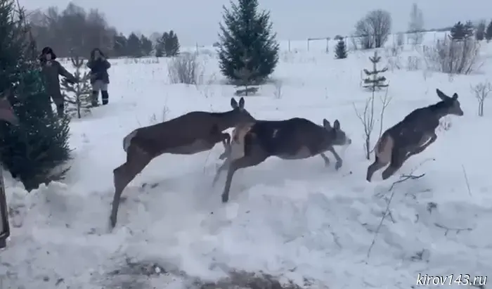 Belgorod reindeer arrived in Kirov region