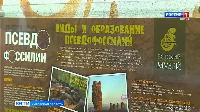 В палеонтологическом музее кировчане узнают, как отличить настоящую окаменелость от похожего минерала.