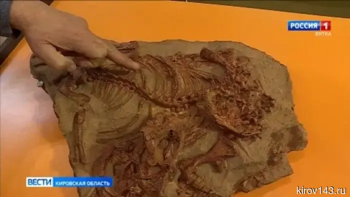 В международном журнале палеобиологии опубликована статья о хищнике из Котельничского местонахождения.