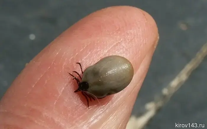 Kirov Region leads in the number of tick bites: the 2026 season promises to be record-breaking.