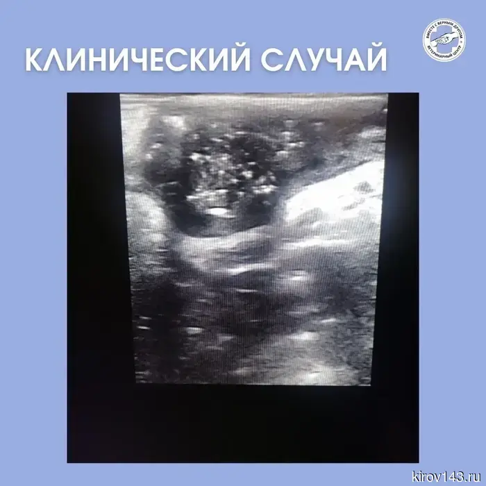 In Kirov, a child's pacifier was found in a Yorkie puppy.