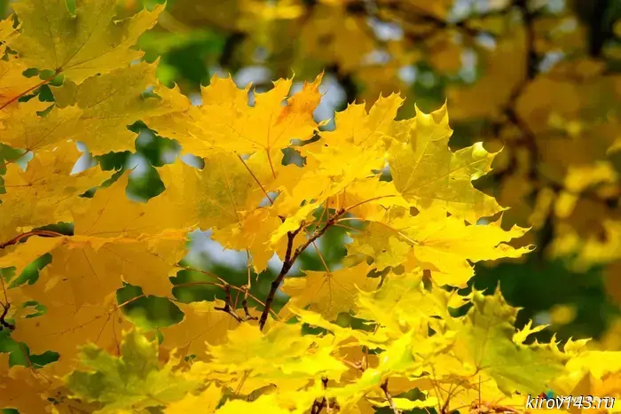 Предполагается, что погода в первые дни ноября будет следующей.