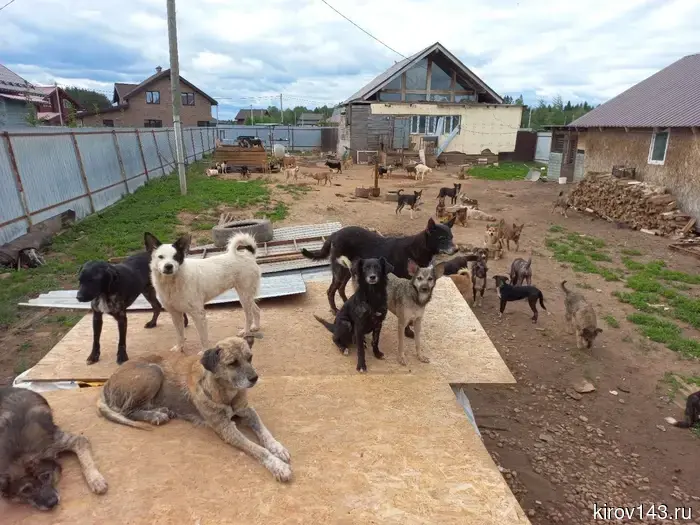 В Слободском по решению суда переселили сотню собак