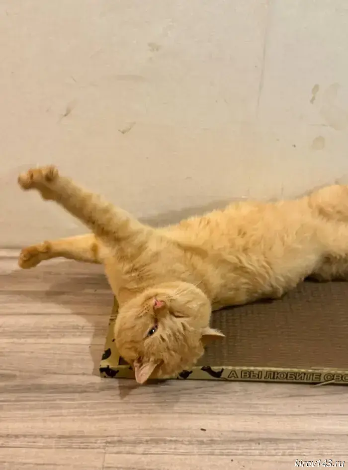 Fluffy Bayan is looking for loving owners.