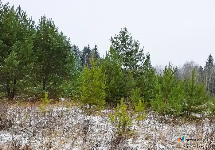 In the Afanasyevsky district, a moose was illegally shot.