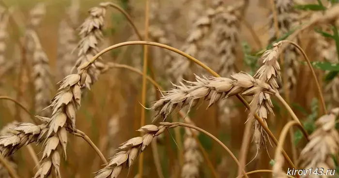 В Кировской области инвестору под крупный проект выделят два земельных участка