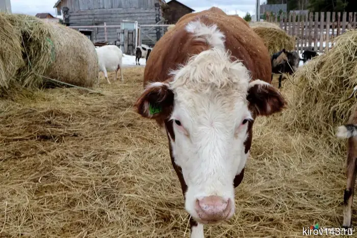 A resident of the Kumen district was warned for livestock.