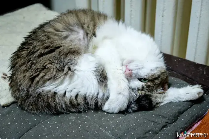 In Ozerki and Komintern, animals will be vaccinated for free.