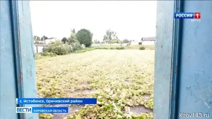 В Истобенске два поколения семьи Зыковых выращивают и солят огурцы по особому рецепту.