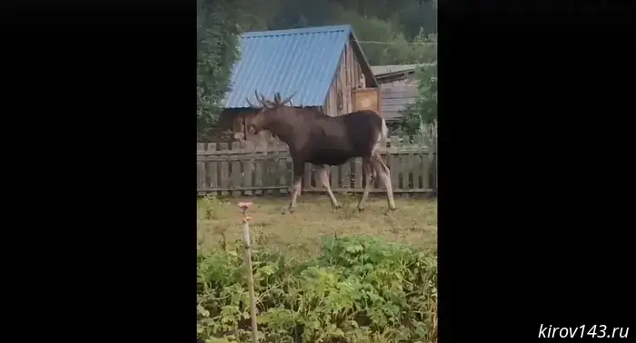 A deputy of the Legislative Assembly encountered a moose.