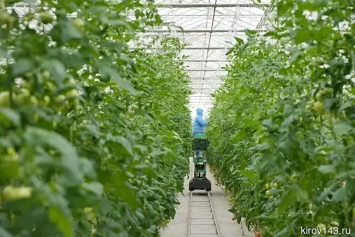 Помидоры и огурцы из узбекского бренда «Моя мечта» отправятся в Кировскую область.