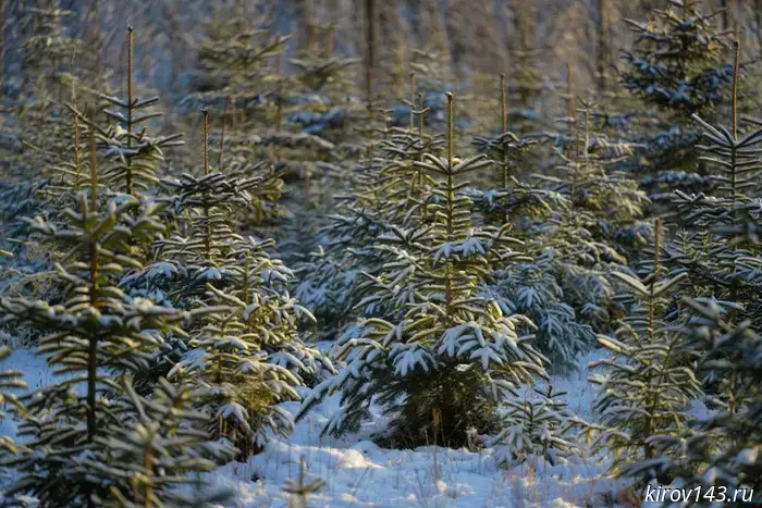 More than 64,000 Christmas trees were taken out of Kirov Oblast.