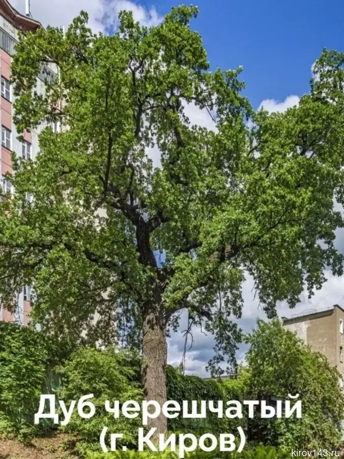 Кировские деревья будут участвовать в конкурсе.