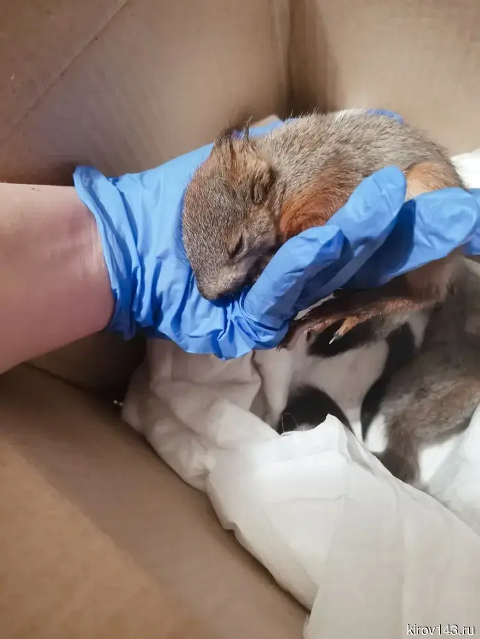 In Kirov, they are treating a bunny with a broken spine and a squirrel whose eyes were hit by ash.